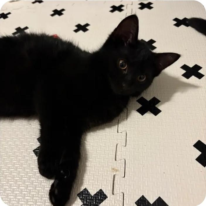 Hiccup, a Adoptable Domestic Short Hair in Royal Oak, MI image 5/6