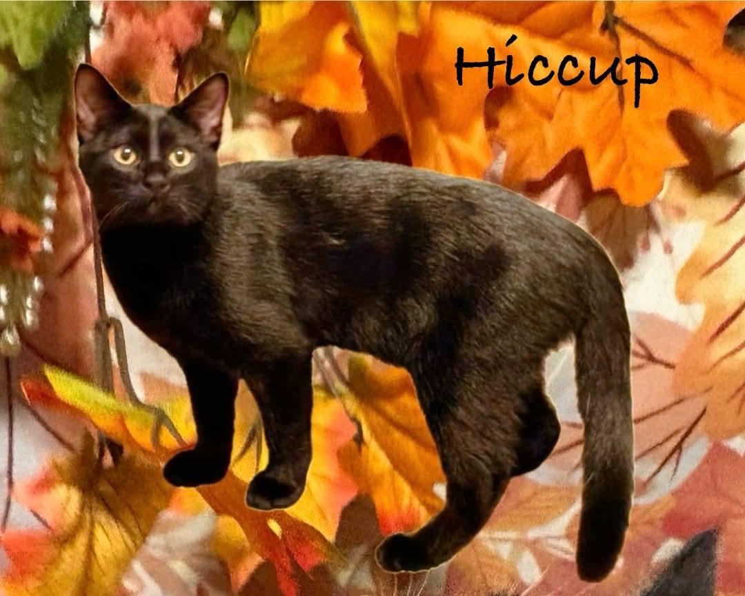 Hiccup, Adoptable, Young Male Domestic Short Hair.