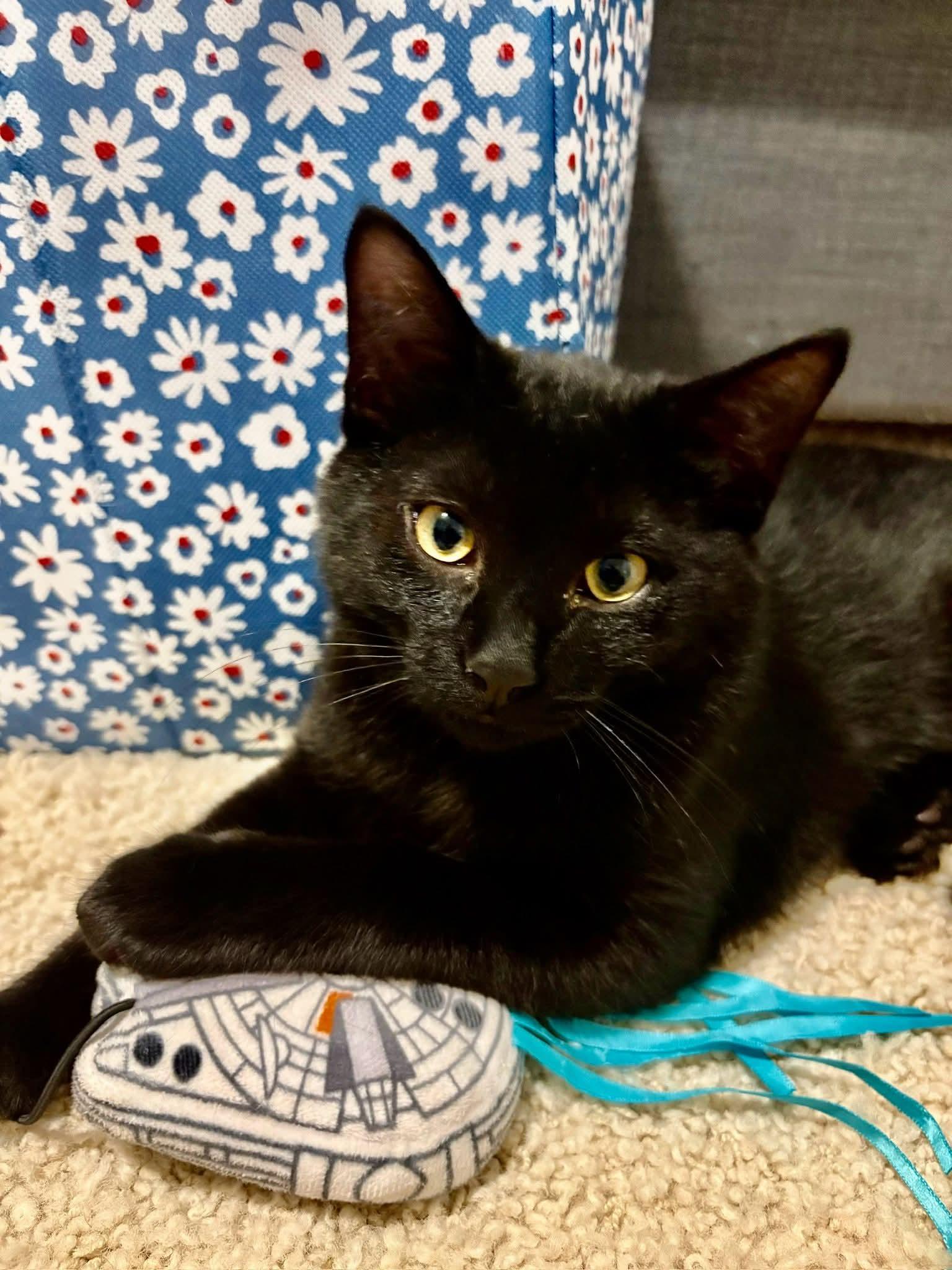 Hiccup, a Adoptable Domestic Short Hair in Royal Oak, MI image 3/6