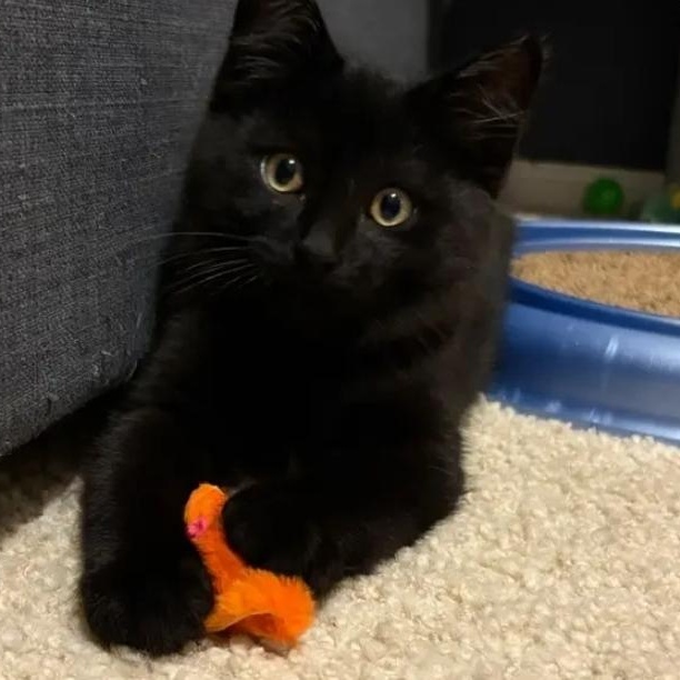 Hiccup, a Adoptable Domestic Short Hair in Royal Oak, MI image 4/6