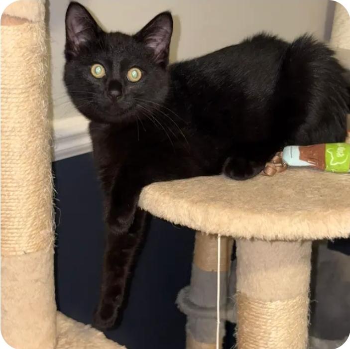 Hiccup, a Adoptable Domestic Short Hair in Royal Oak, MI image 6/6
