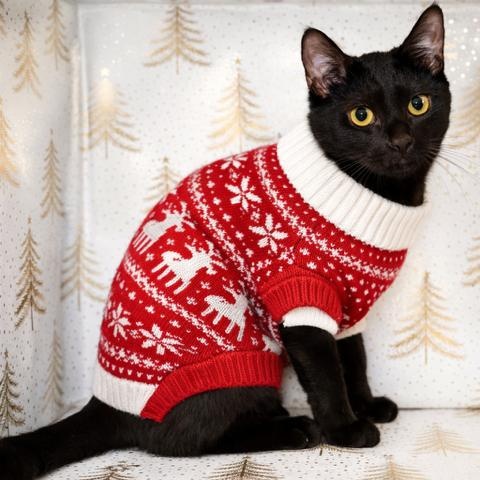 Hiccup, Adoptable, Young Male Domestic Short Hair.