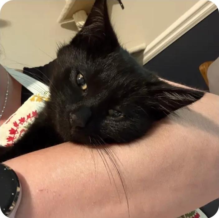 Hiccup, Adoptable, Young Male Domestic Short Hair.