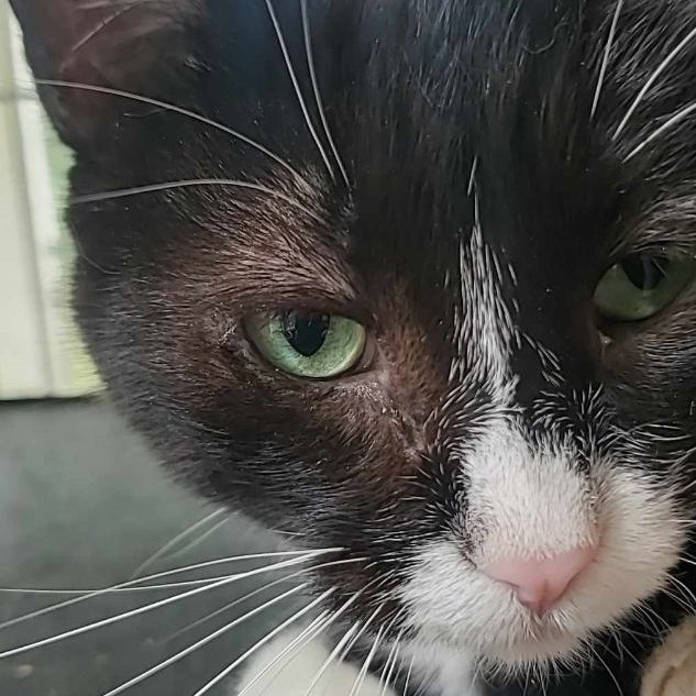 Mittens (ML), a Adoptable mixed breed in Kankakee, IL image 1/11