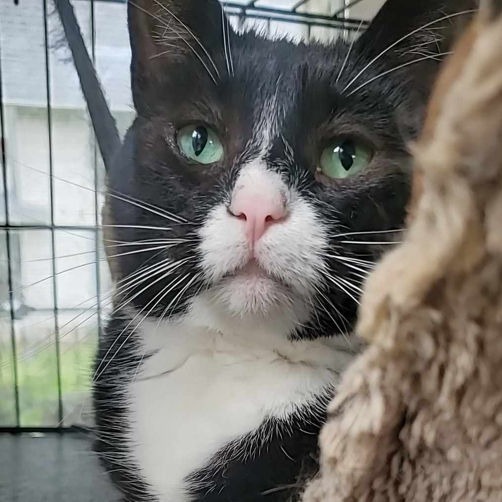 Mittens (ML), a Adoptable mixed breed in Kankakee, IL image 2/11