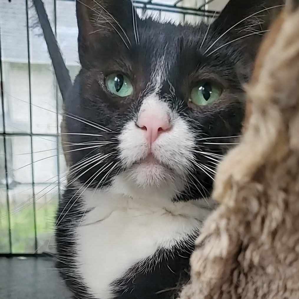 Mittens (ML), a Adoptable mixed breed in Kankakee, IL image 3/11