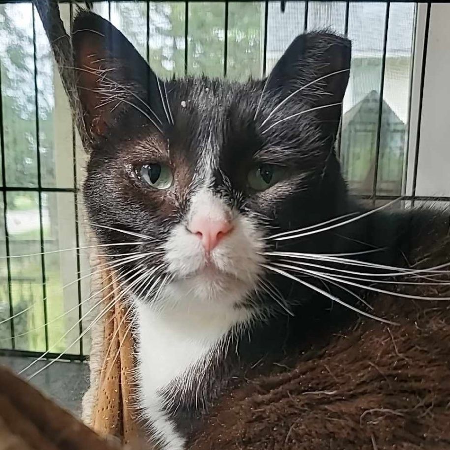 Mittens (ML), a Adoptable mixed breed in Kankakee, IL image 4/11