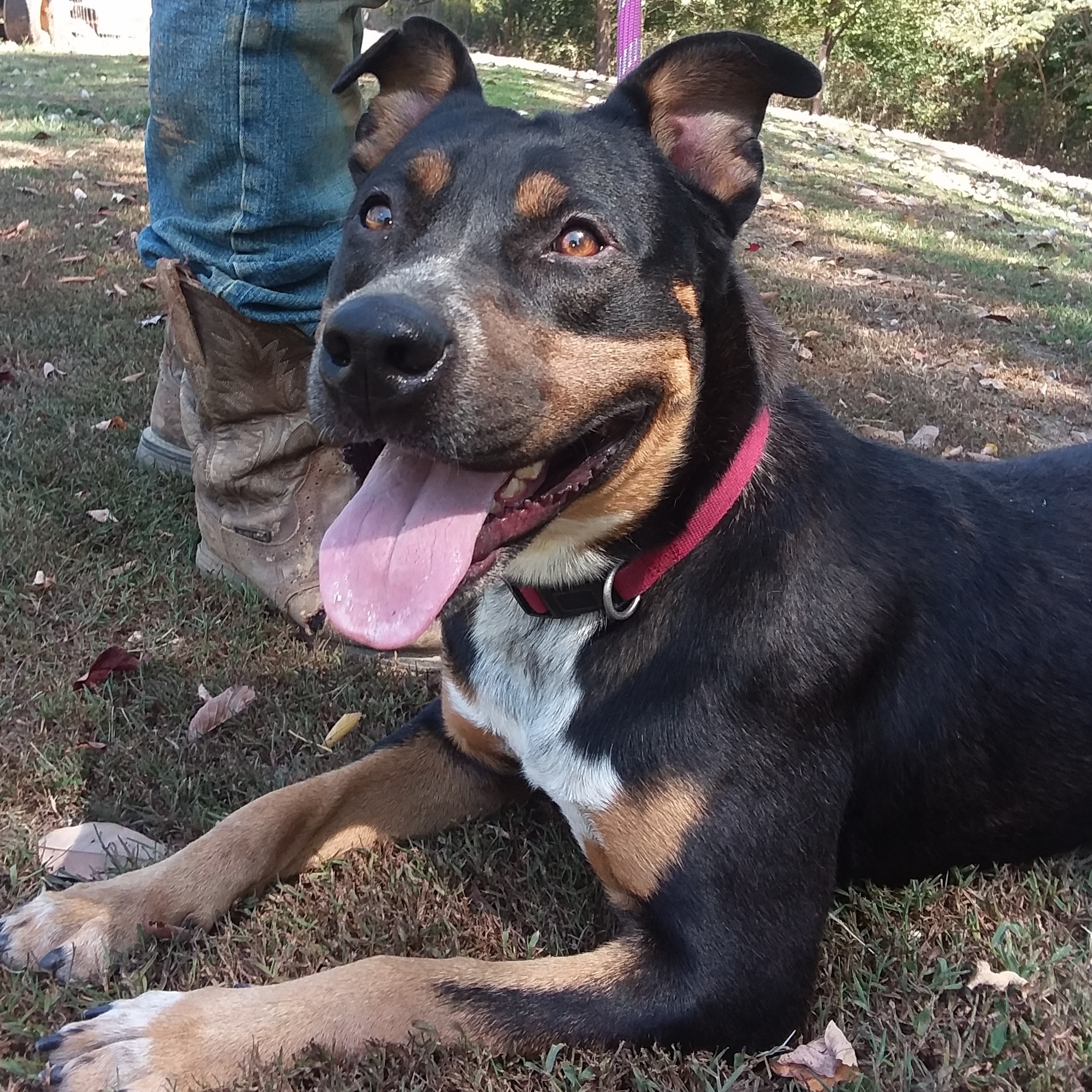 Enlarge Dixie, a Adoptable mixed breed in Greenfield, TN image 3/5