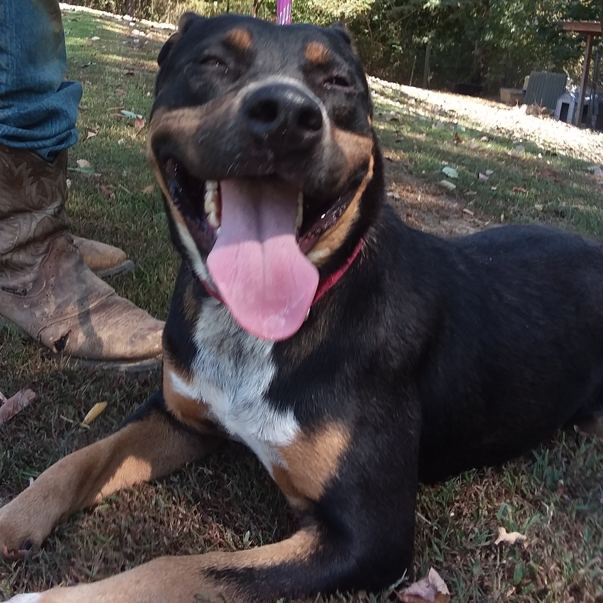 Enlarge Dixie, a Adoptable mixed breed in Greenfield, TN image 4/5