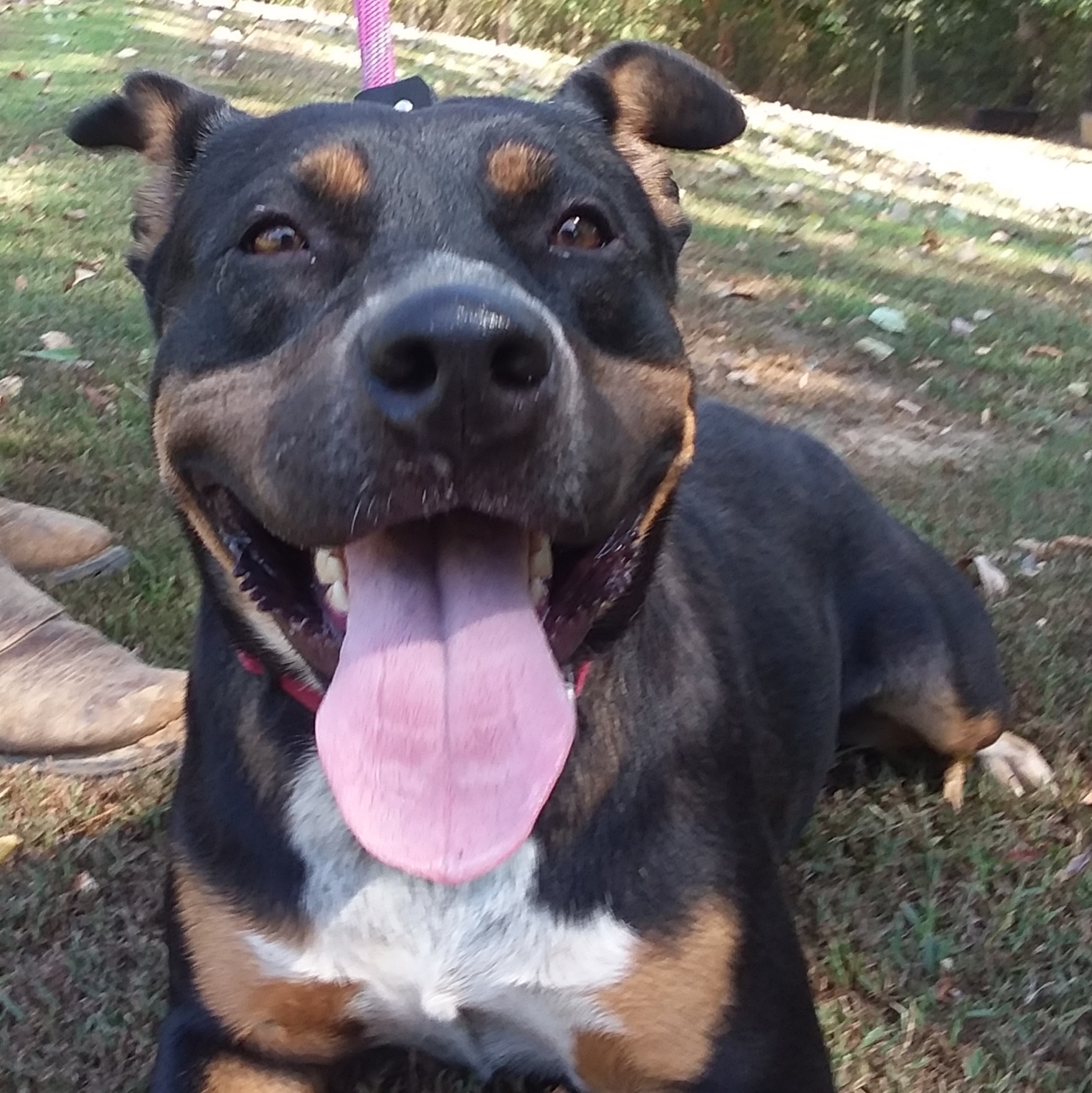 Dixie, Senior Female Rottweiler