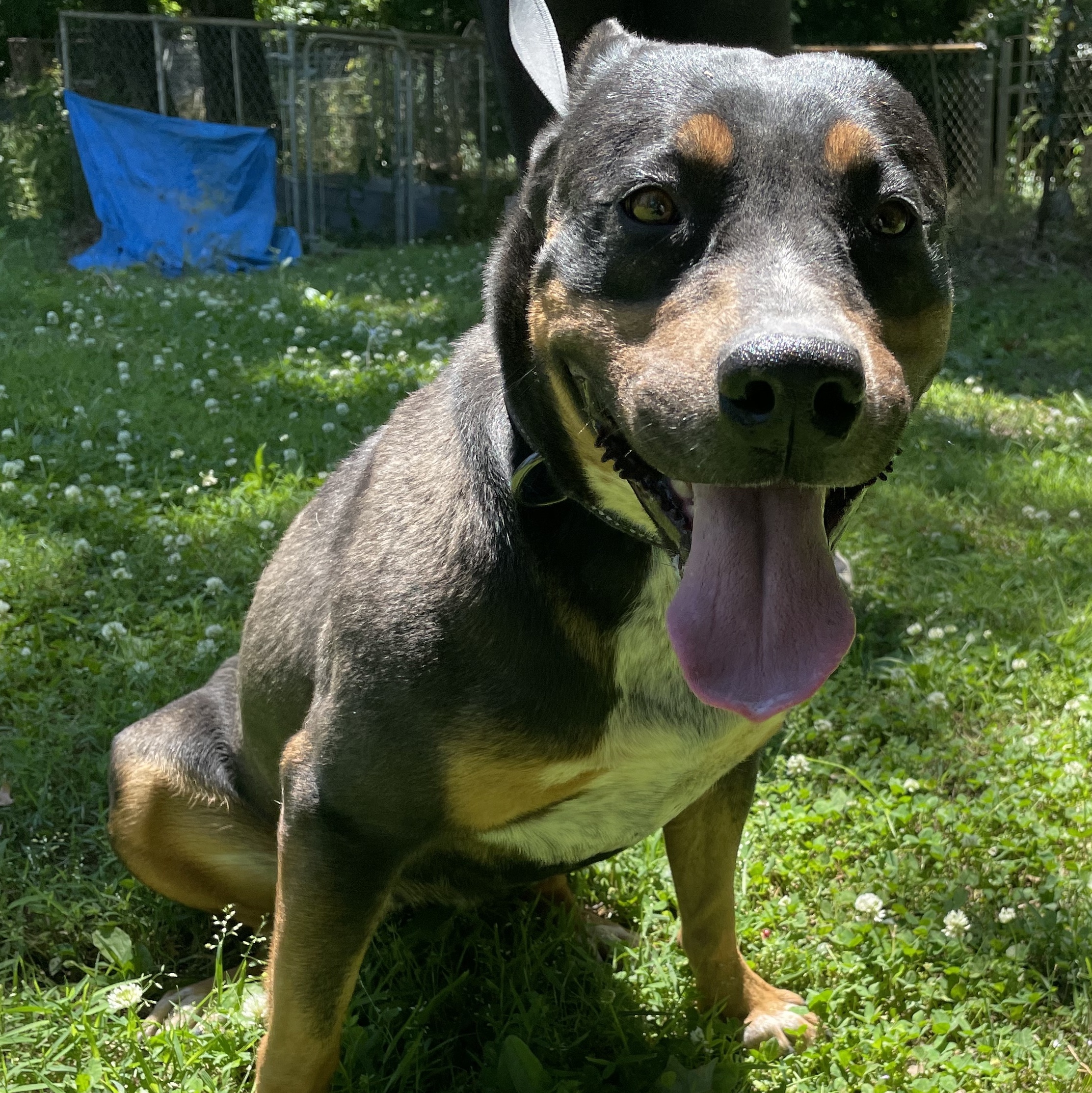 Enlarge Dixie, a Adoptable mixed breed in Greenfield, TN image 5/5