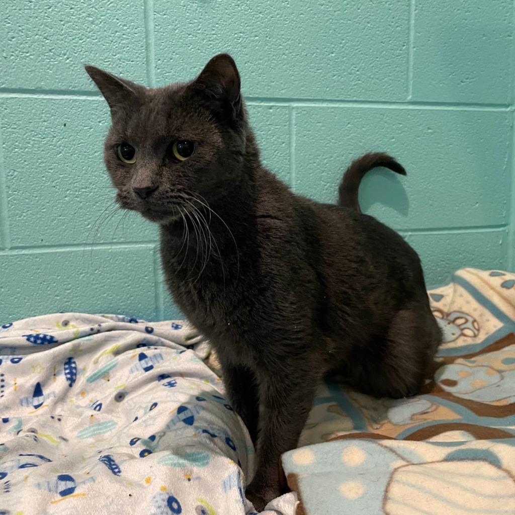 Noelle — thumbnail 3