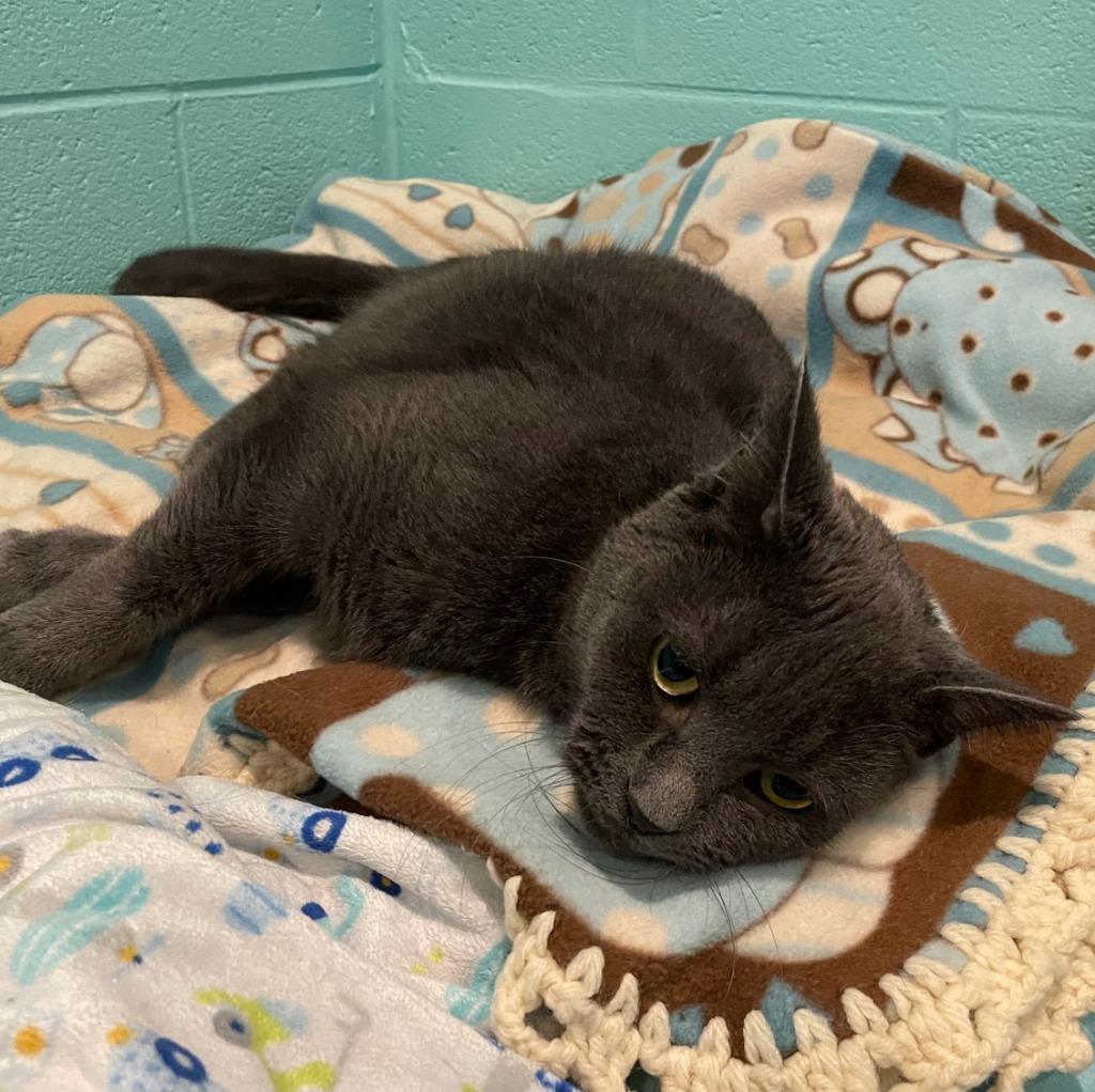 Noelle — thumbnail 4