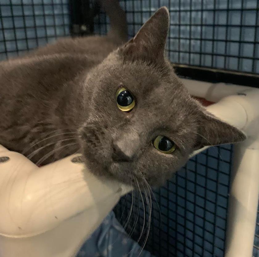 Noelle — thumbnail 5