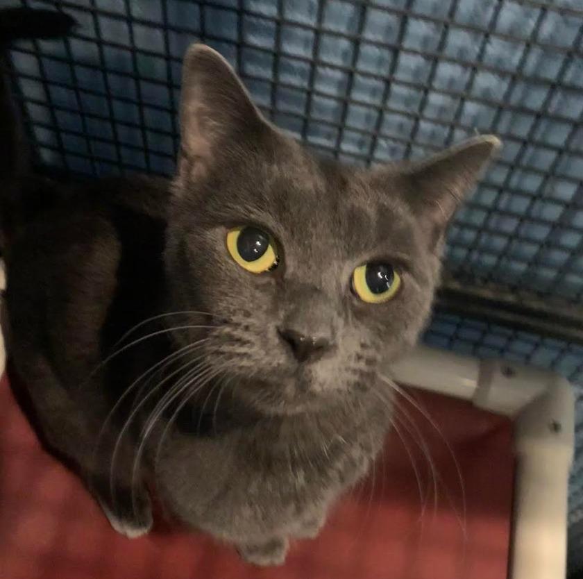 Noelle — thumbnail 6