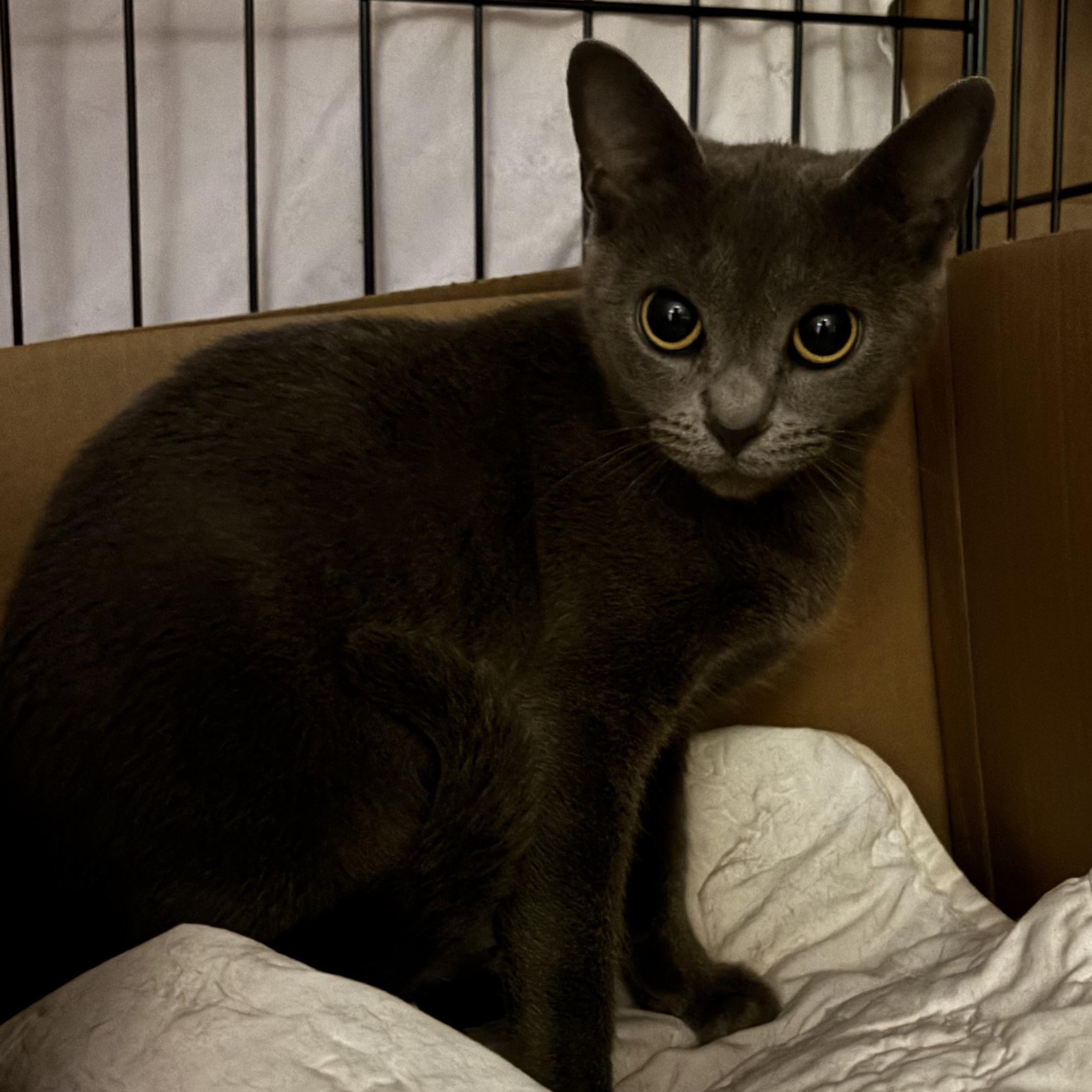 Jezz, an adopted mixed breed in Pittsburgh, PA image 3/3