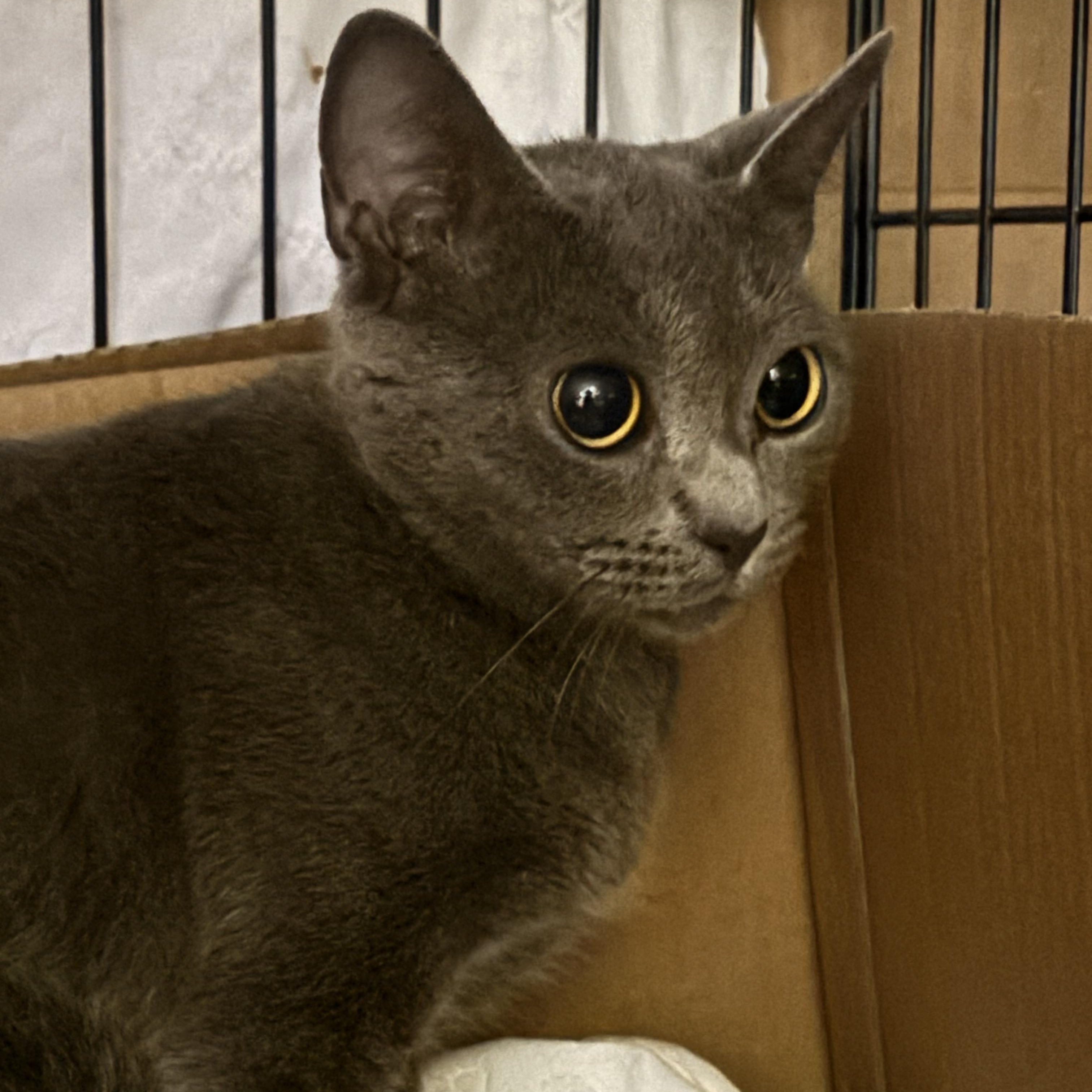 Jezz, an adopted mixed breed in Pittsburgh, PA image 2/3