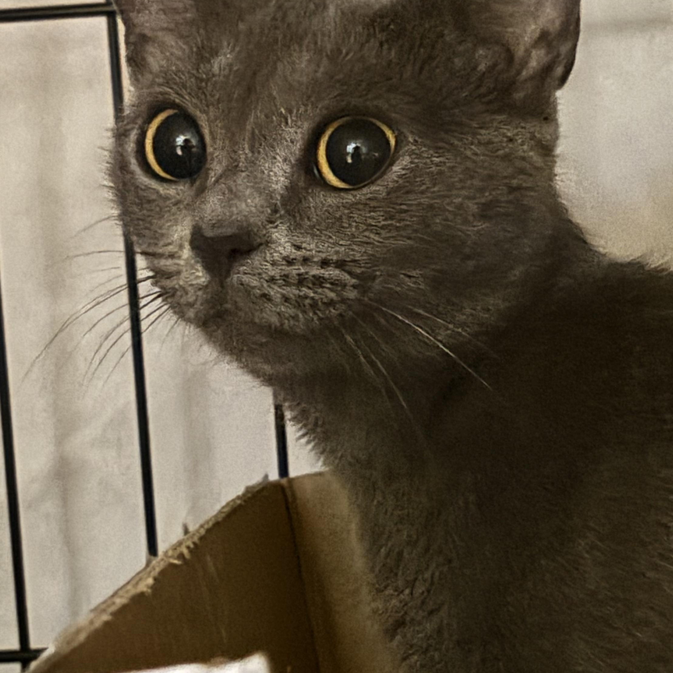 Jezz, adopted, Kitten Female Domestic Short Hair & Russian Blue.