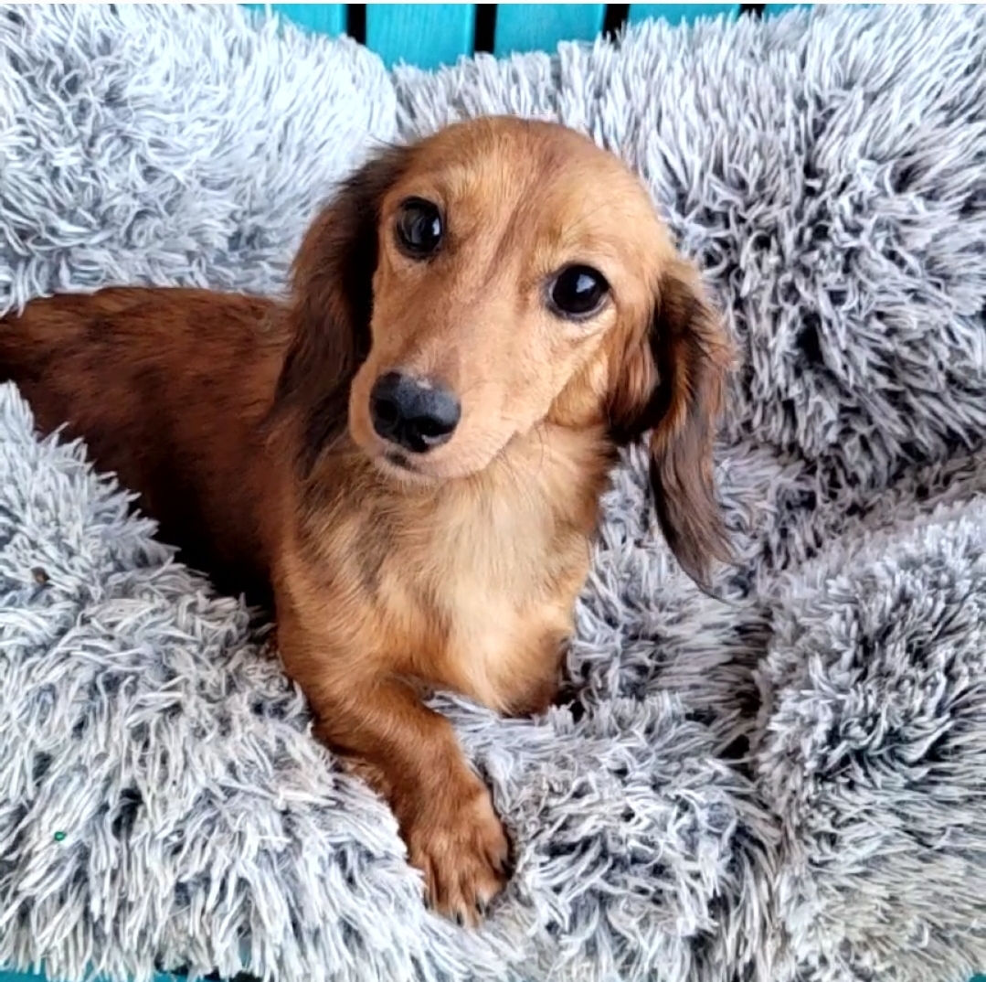 DACHSHUND (long hair), an adopted Miniature Dachshund in Woodsfield, OH_image-1