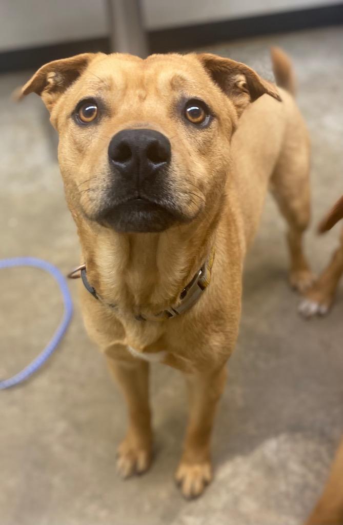 Caramel, Adoptable, Young Male Mixed Breed.