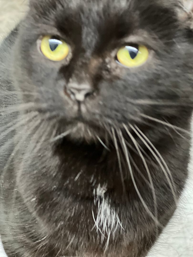 Enlarge Zafrina, a Adoptable American Shorthair in Jackson, MO image 1/1