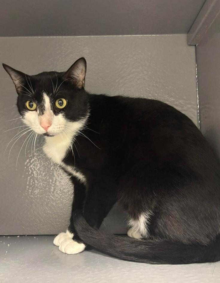 Enlarge Lightning, a Adoptable Domestic Short Hair in Clarksville, TN image 1/6