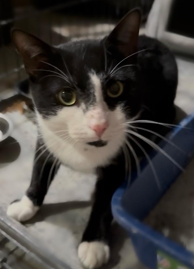 Enlarge Lightning, a Adoptable Domestic Short Hair in Clarksville, TN image 1/3