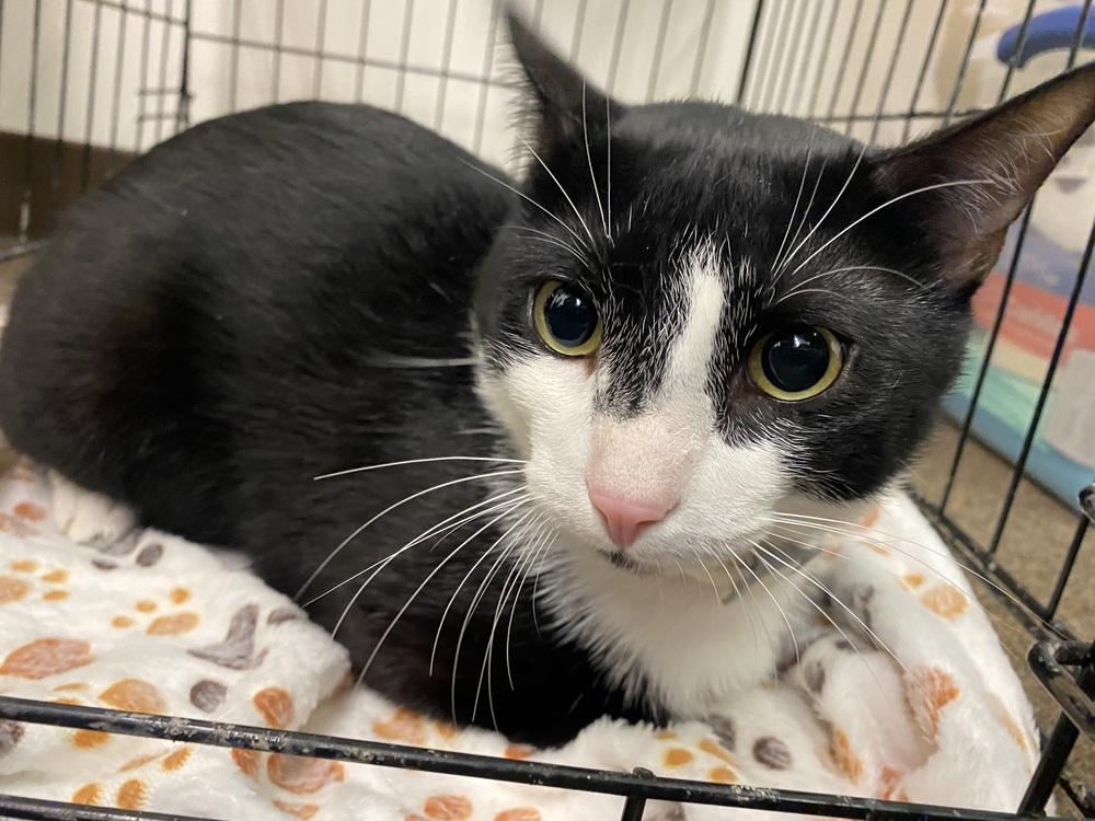 Enlarge Lightning, a Adoptable Domestic Short Hair in Clarksville, TN image 3/6