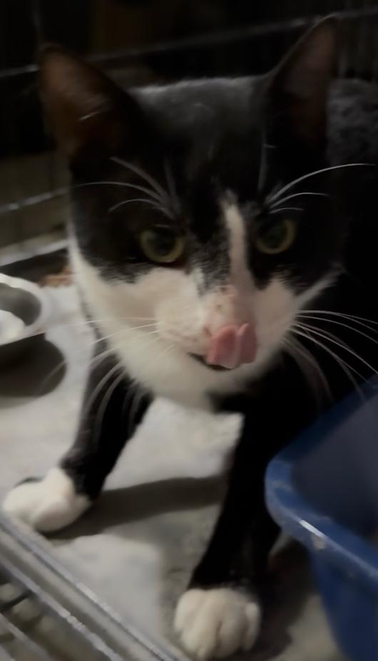 Enlarge Lightning, a Adoptable Domestic Short Hair in Clarksville, TN image 2/3