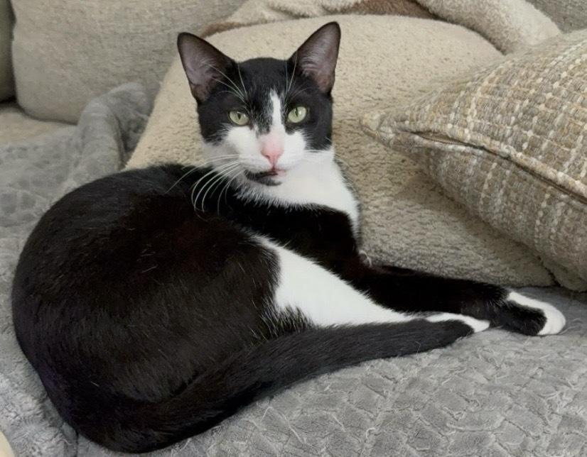 Enlarge Lightning, a Adoptable Domestic Short Hair in Clarksville, TN image 5/6