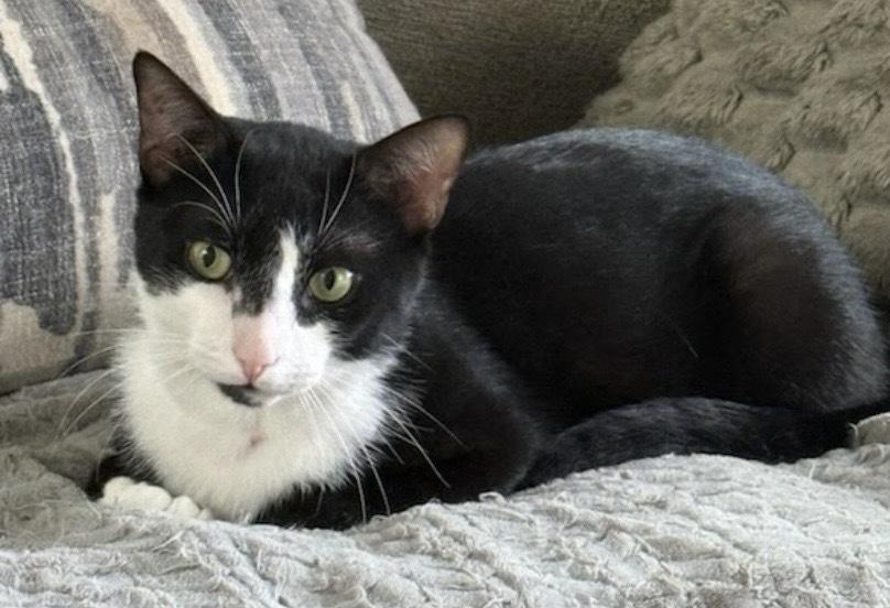 Enlarge Lightning, a Adoptable Domestic Short Hair in Clarksville, TN image 6/6