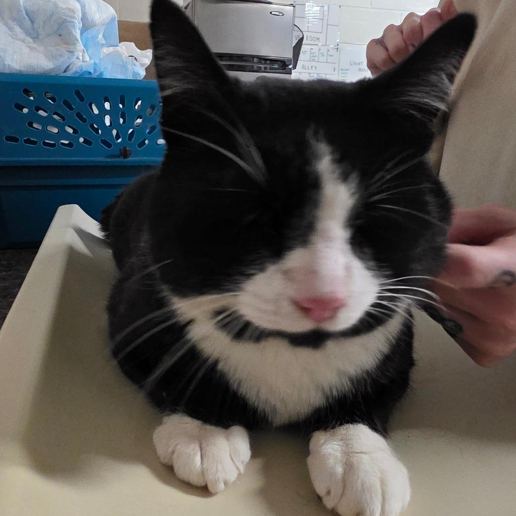 Enlarge Licorice, a Adoptable Domestic Short Hair in Eureka Springs, AR image 2/2