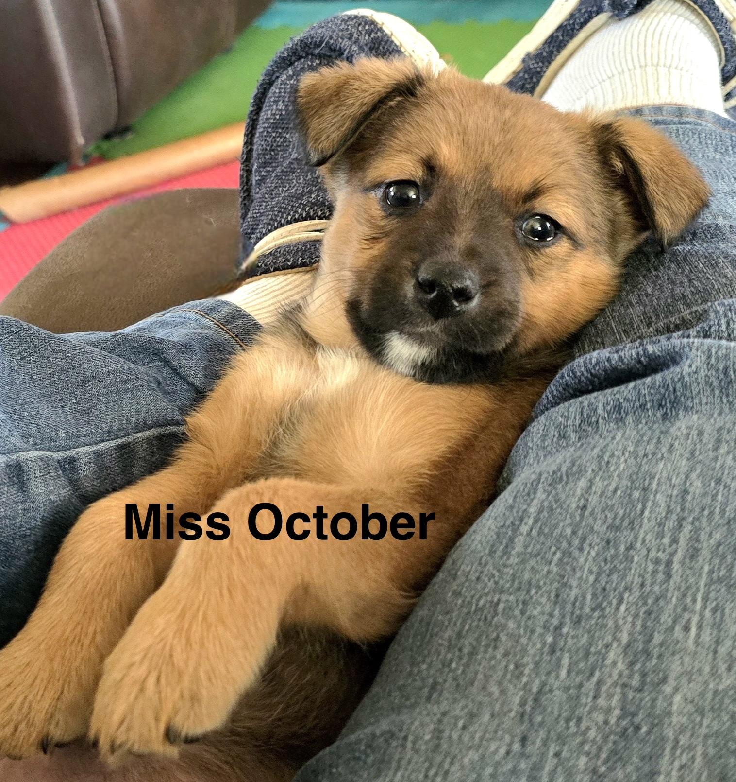 Miss October, a ADOPTABLE mixed breed in Portsmouth, VA image 1/3