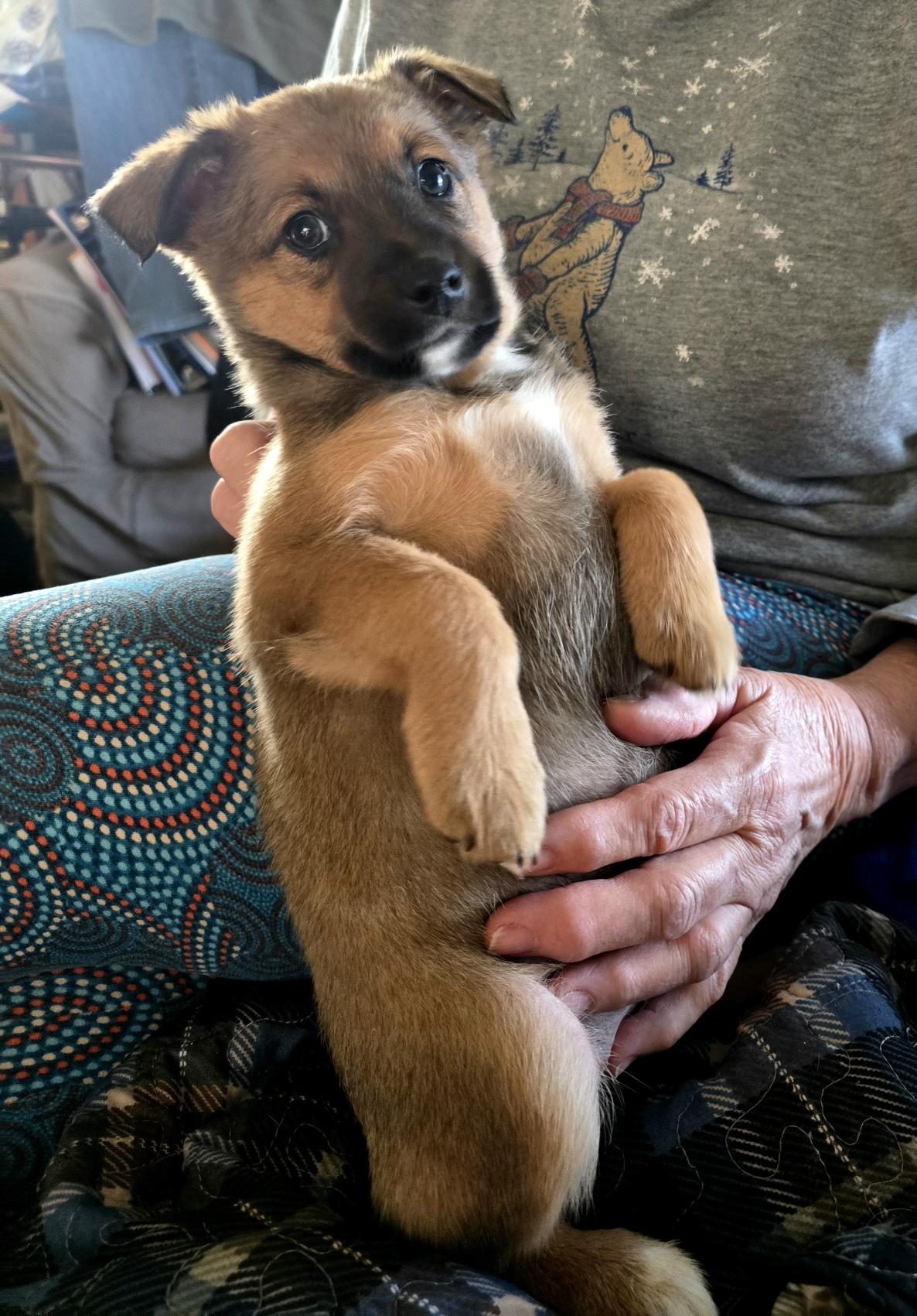 Miss October, a ADOPTABLE mixed breed in Portsmouth, VA image 3/3