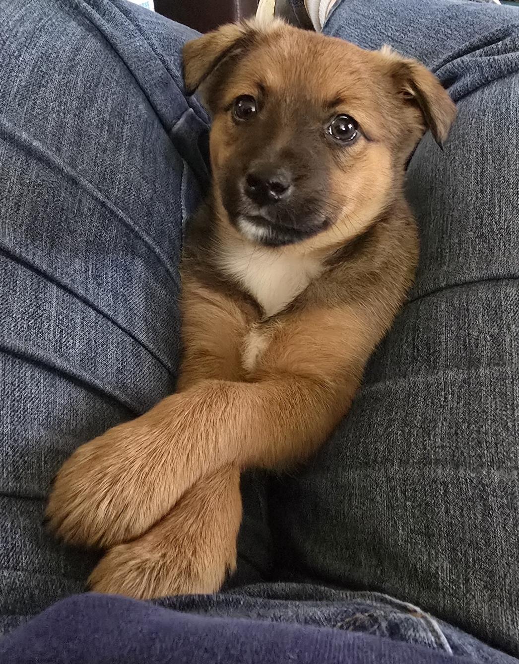 Miss October, a ADOPTABLE mixed breed in Portsmouth, VA image 2/3