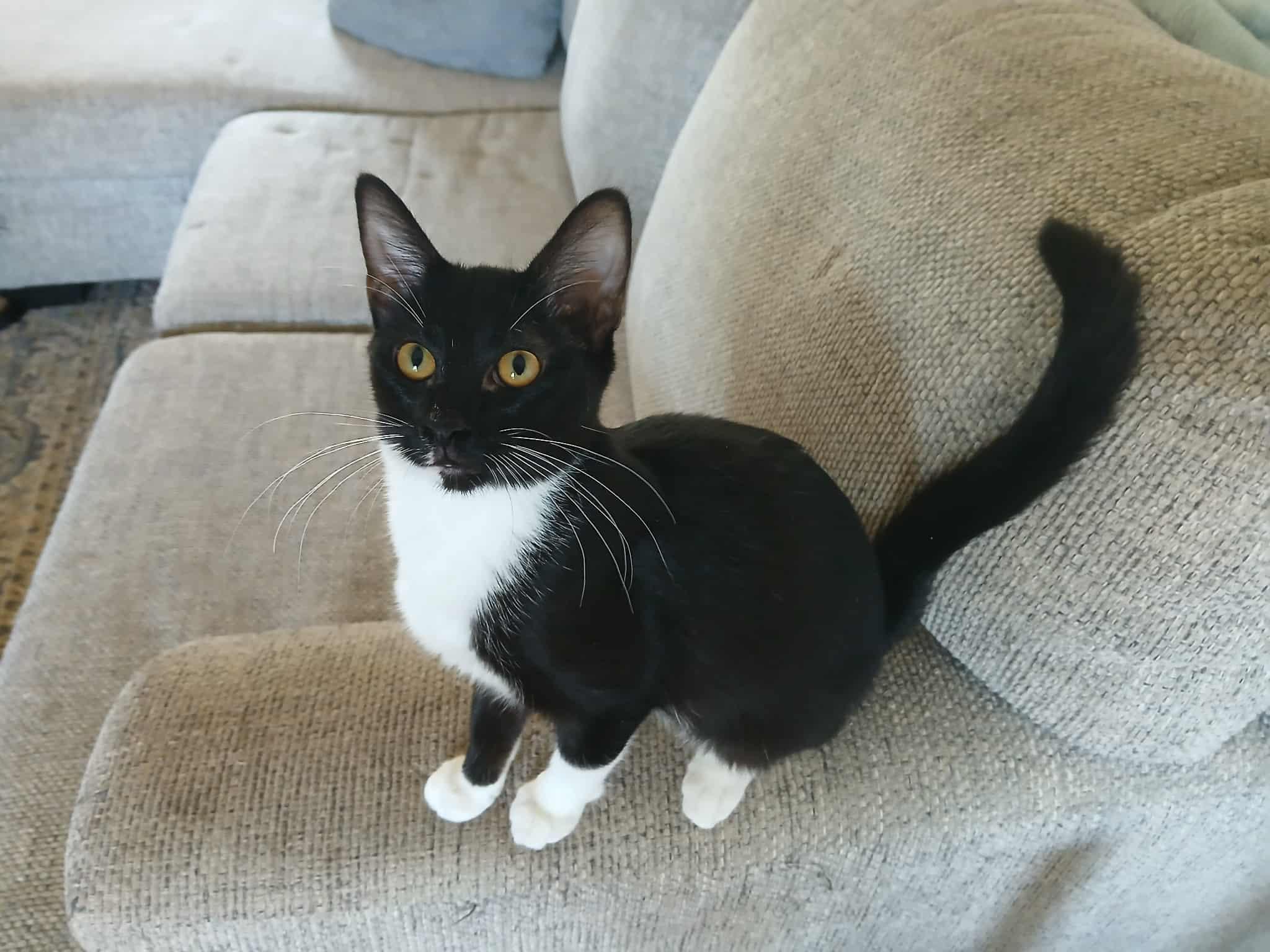 Enlarge Webbigail (Webby), a Adopted Domestic Short Hair in Edmond, OK image 1/1