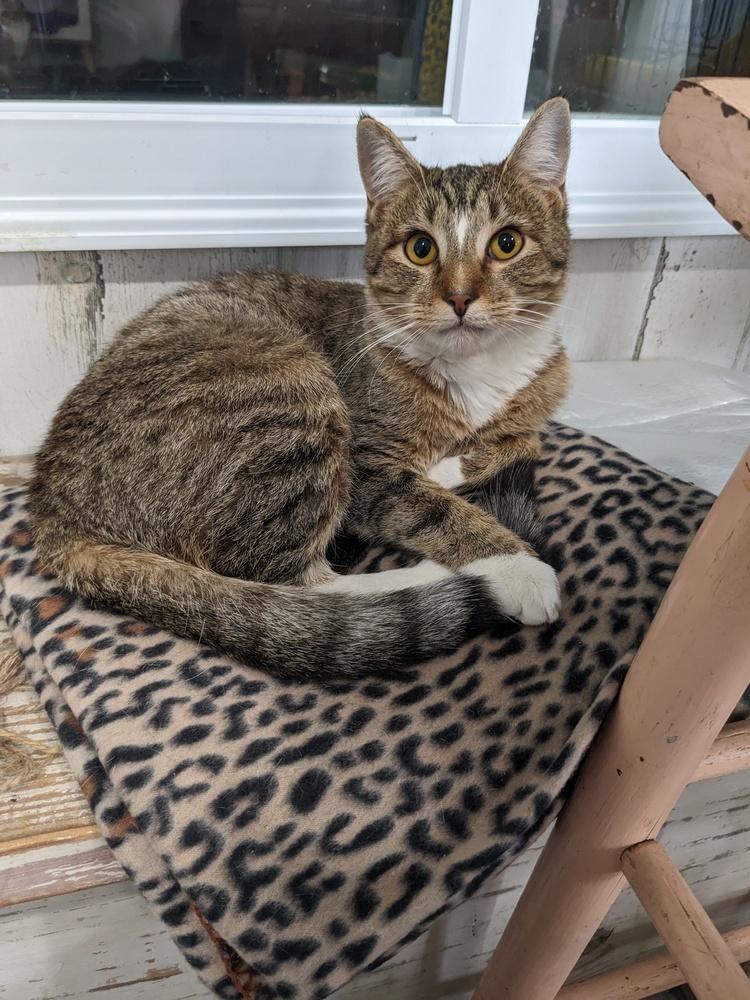 Allyson, Adoptable, Young Female Domestic Short Hair.