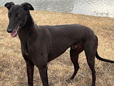 Morgan (aka Bugatti Breaker), a ADOPTABLE Greyhound in Dallas, TX image 1/2