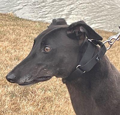 Morgan (aka Bugatti Breaker), a ADOPTABLE Greyhound in Dallas, TX image 2/2