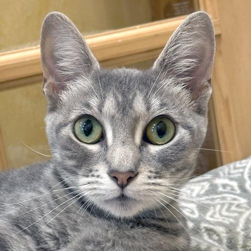 Willow (Snuggles), Adopted, Adult Female Domestic Short Hair.