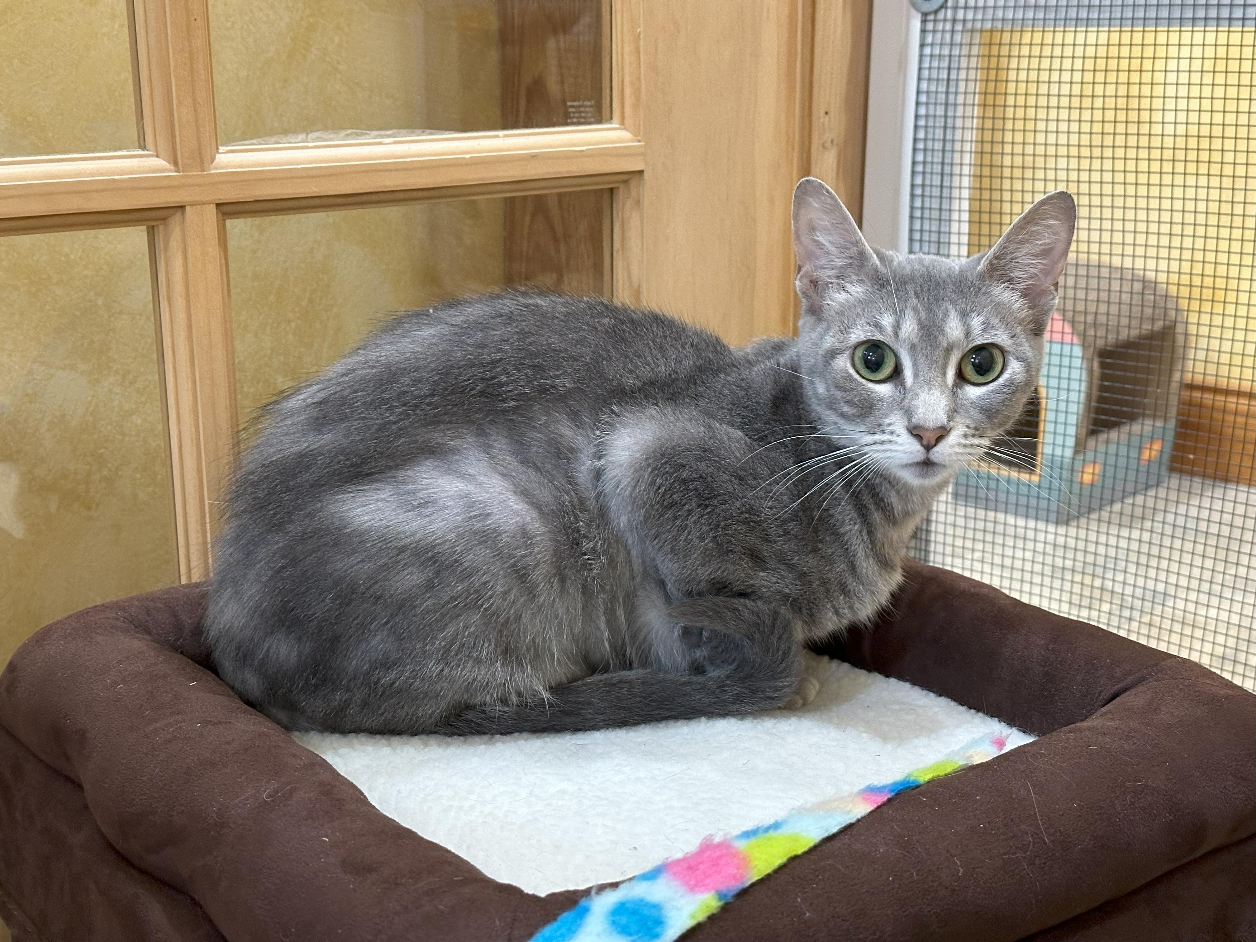 Enlarge Willow (Snuggles), a Adopted Domestic Short Hair in Crystal Lake, IL image 5/6