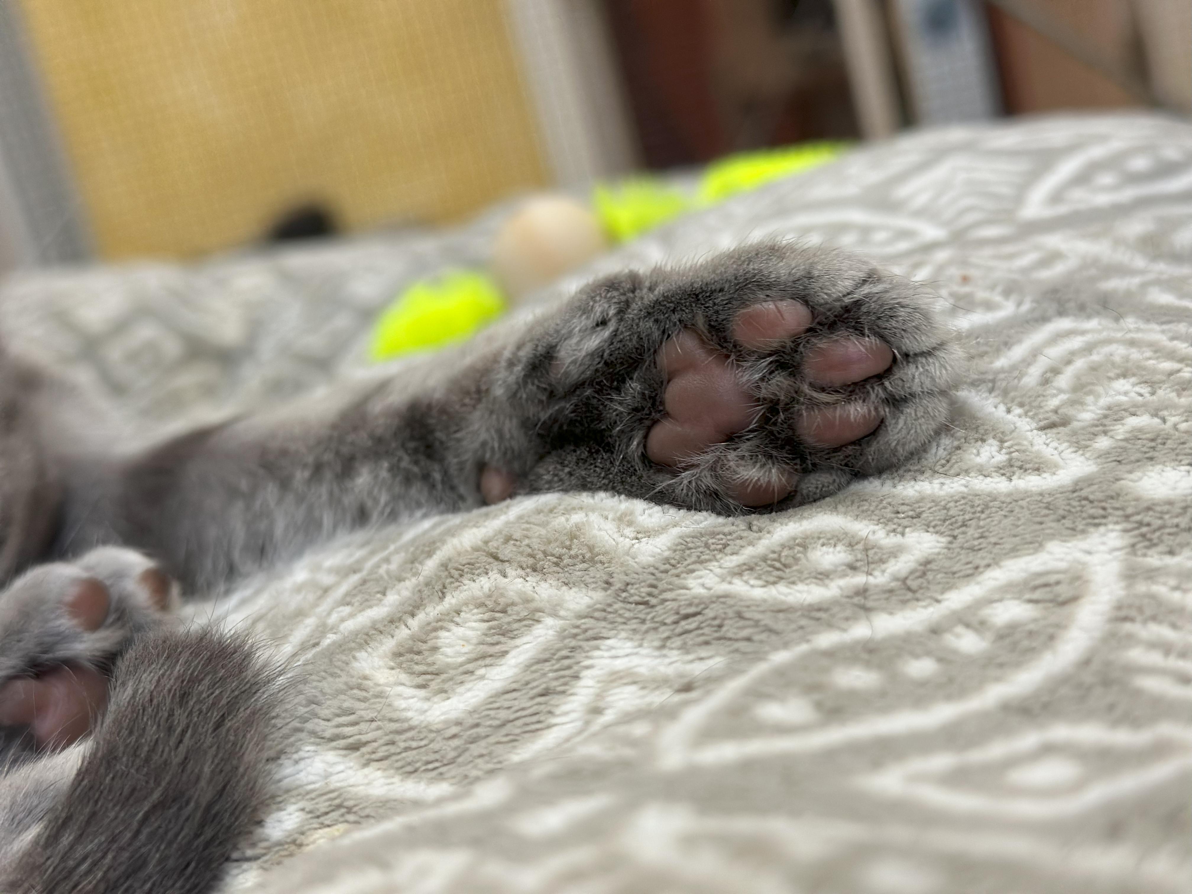 Enlarge Willow (Snuggles), a Adopted Domestic Short Hair in Crystal Lake, IL image 4/6
