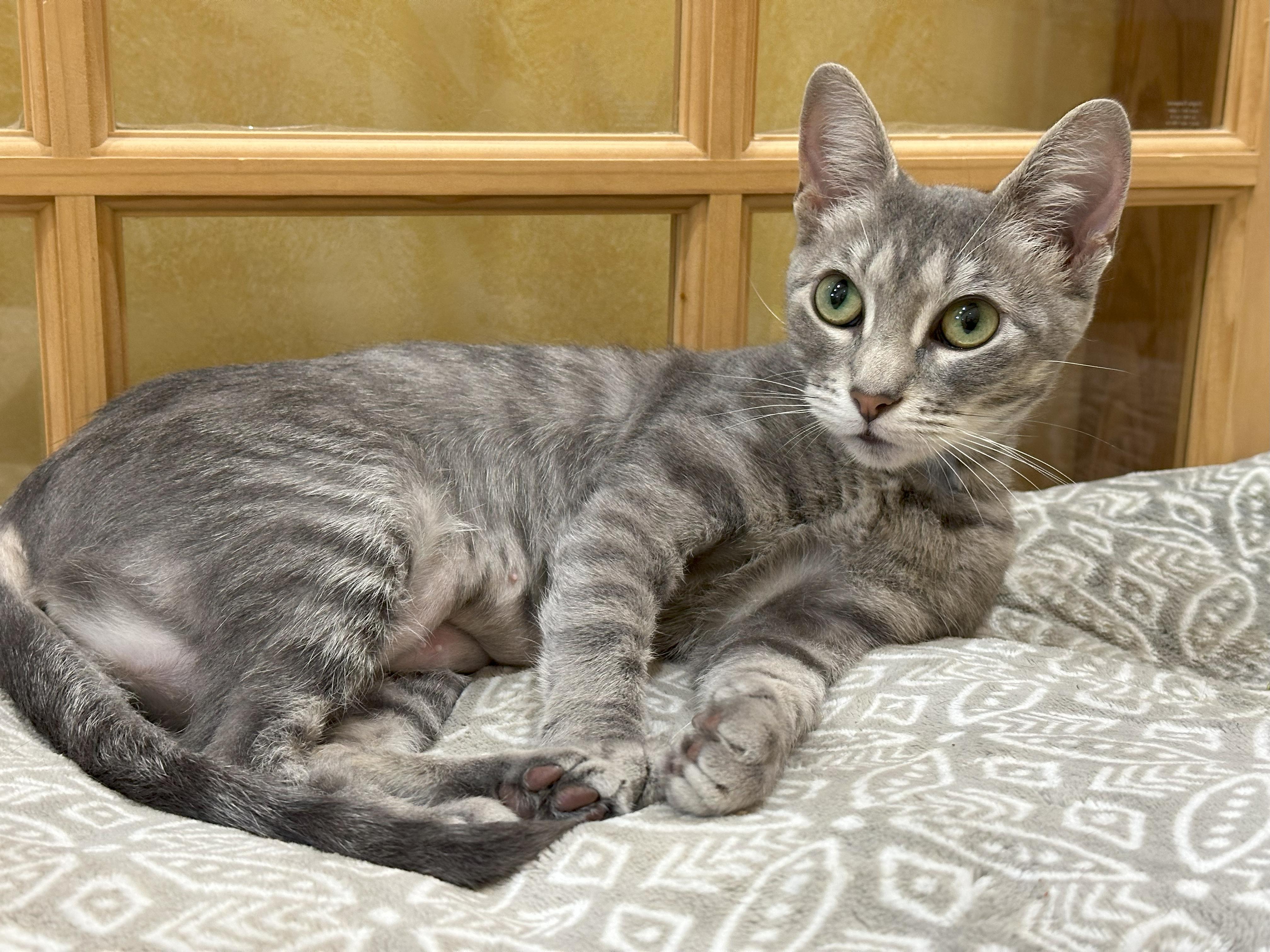 Enlarge Willow (Snuggles), a Adopted Domestic Short Hair in Crystal Lake, IL image 3/6