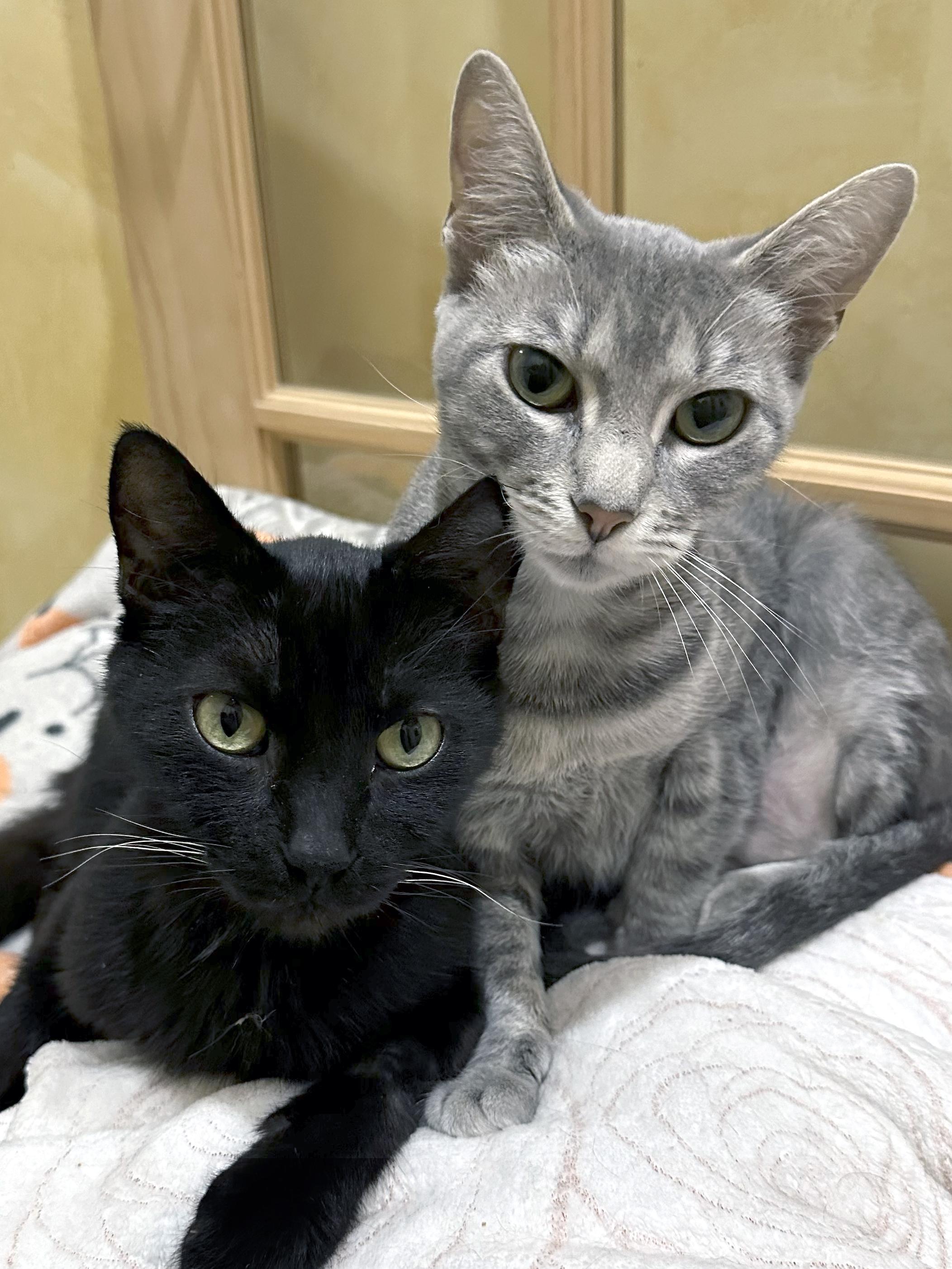 Enlarge Willow (Snuggles), a Adopted Domestic Short Hair in Crystal Lake, IL image 6/6