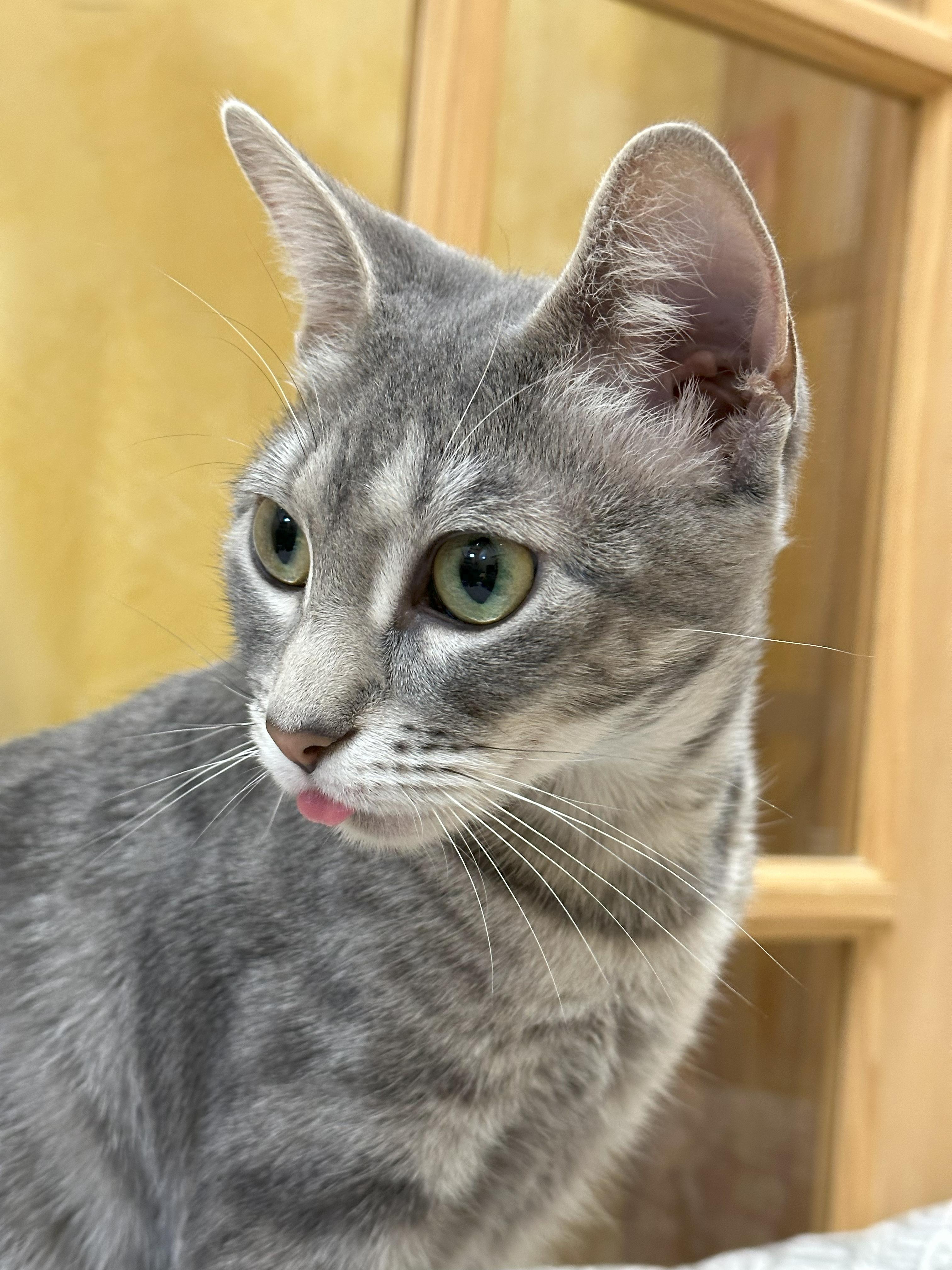 Enlarge Willow (Snuggles), a Adopted Domestic Short Hair in Crystal Lake, IL image 2/6