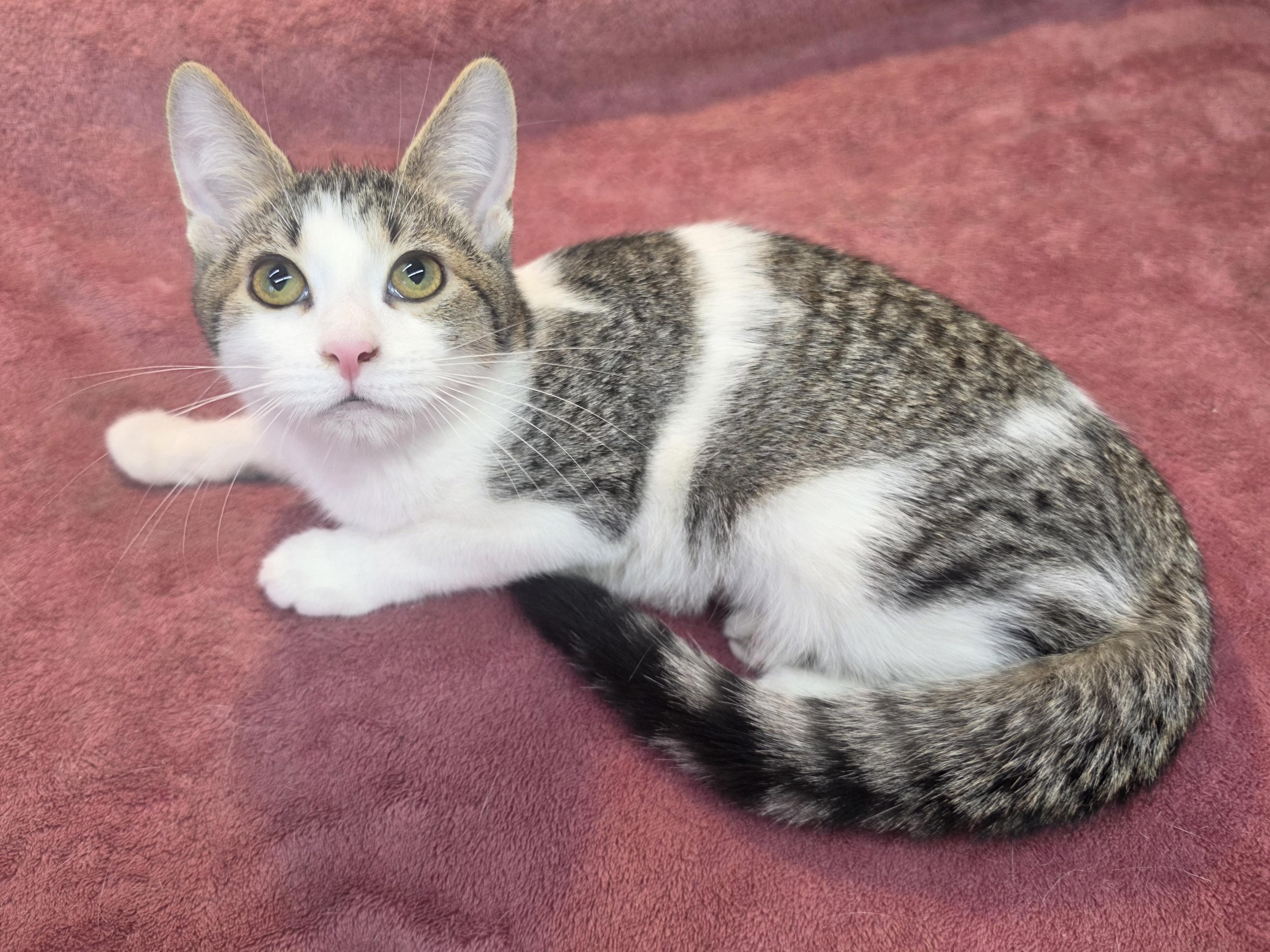 Enlarge Flower, a Adoptable Domestic Short Hair in Avon, OH image 1/4