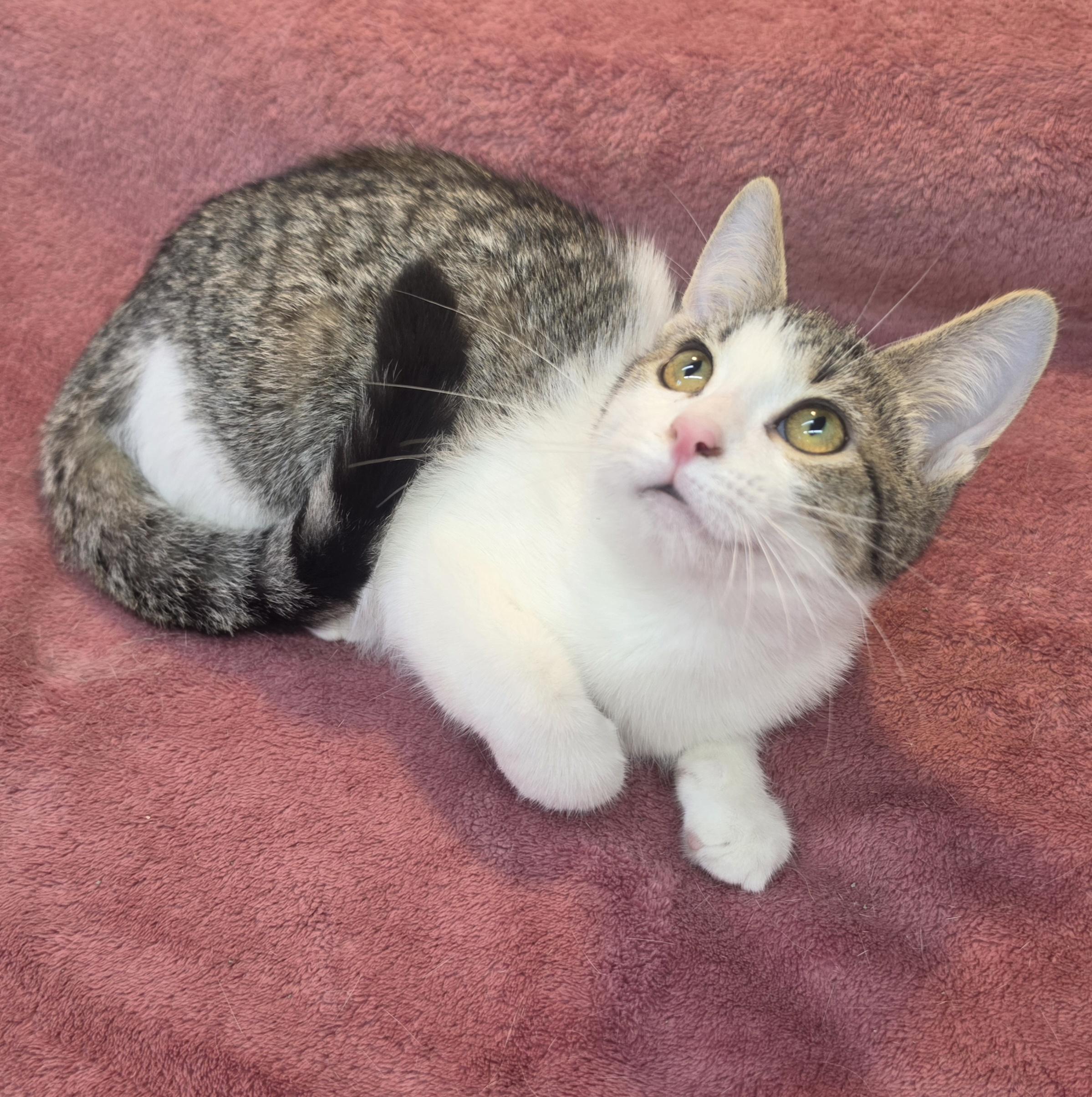 Enlarge Flower, a Adoptable Domestic Short Hair in Avon, OH image 4/4