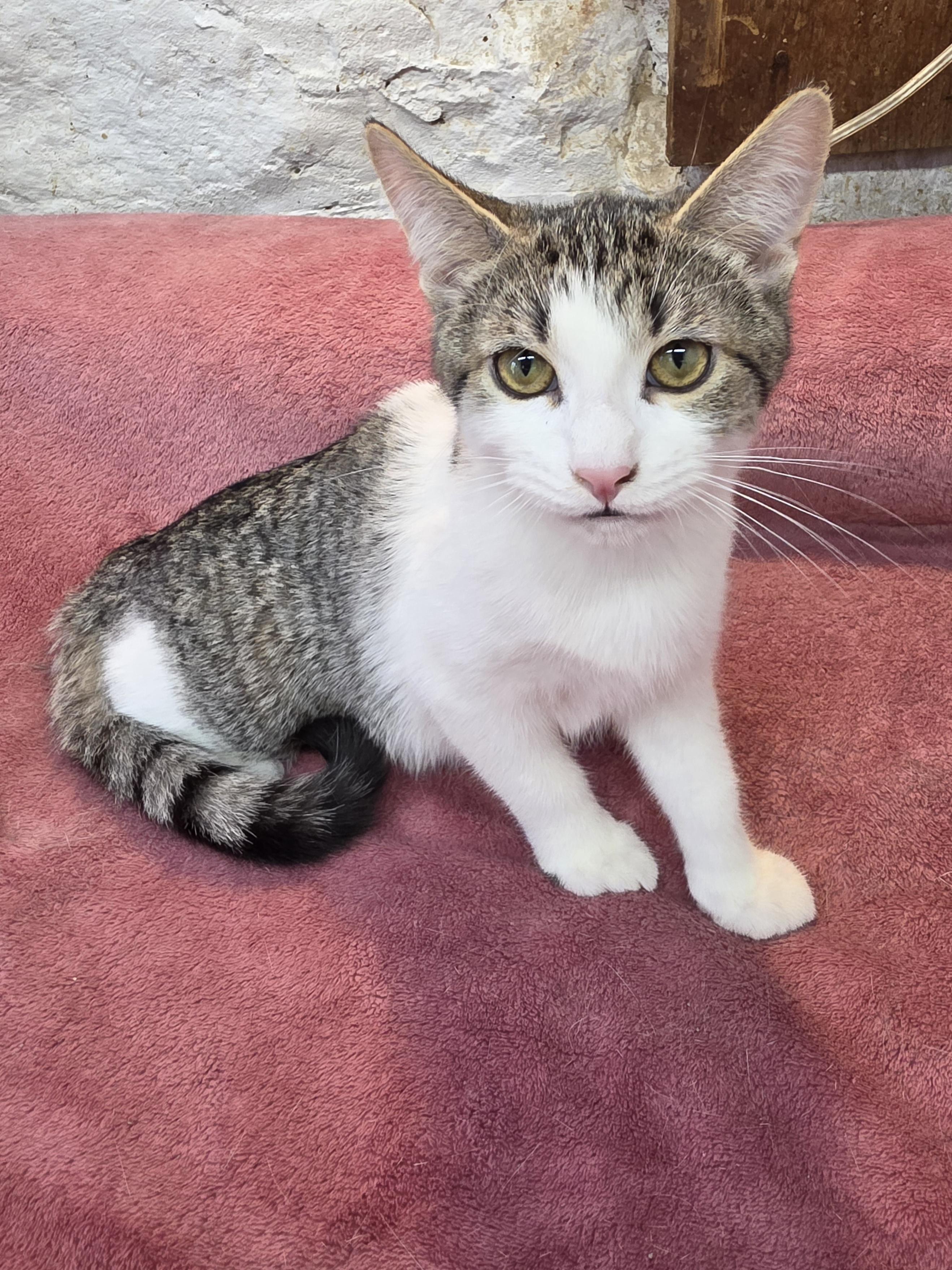 Enlarge Flower, a Adoptable Domestic Short Hair in Avon, OH image 3/4