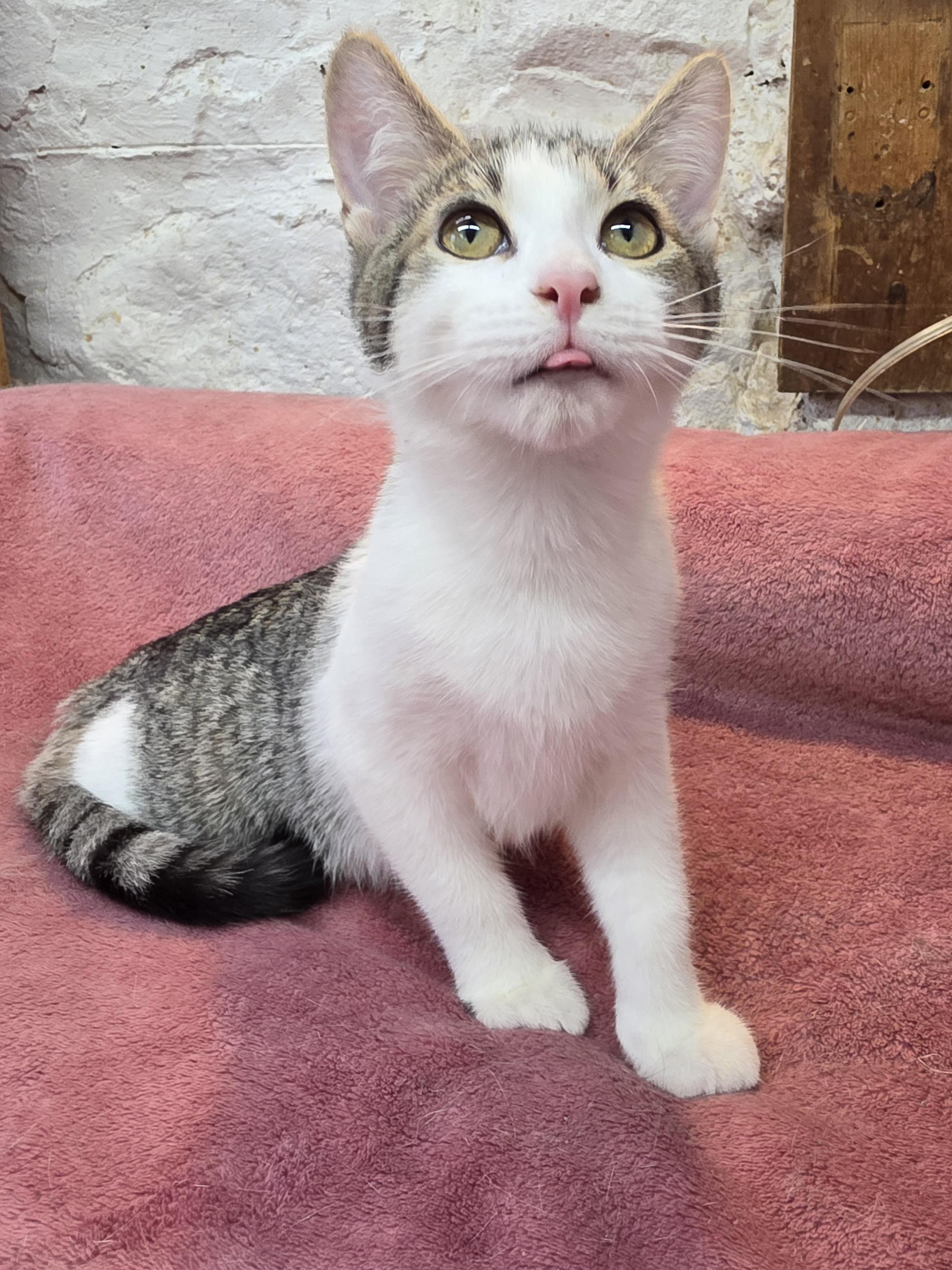Enlarge Flower, a Adoptable Domestic Short Hair in Avon, OH image 2/4