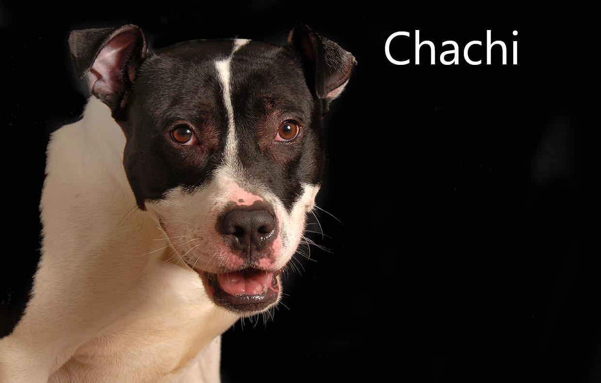 Chachi, a ADOPTABLE mixed breed in Mount Vernon, OH image 1/2
